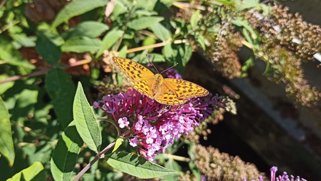 Fabriciana adippe o Argynnis (Fabriciana) adippe, secondo i punti di vista...